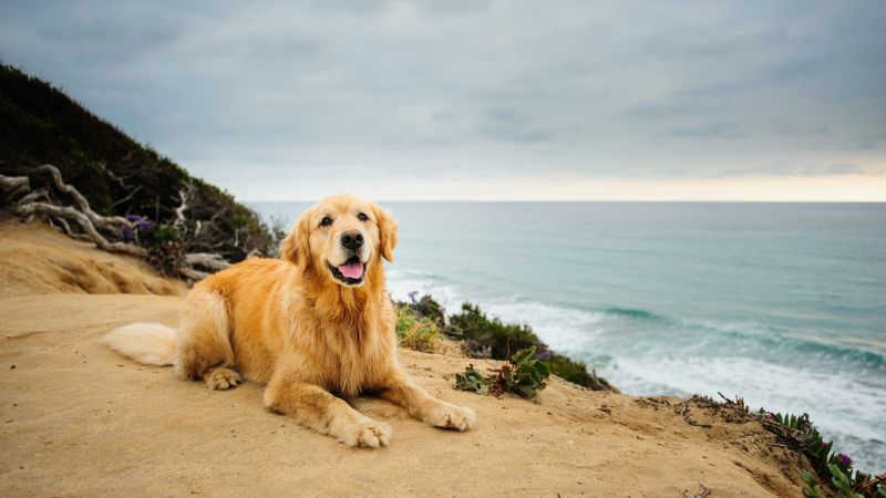 7 Things You Didn't Know About Golden Retrievers