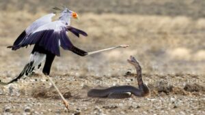 8 Animals That Hunt and Eat Snakes