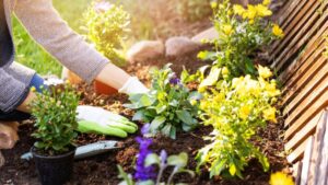 8 Cheap Flowers to Plant That Will Make Your Garden Pop