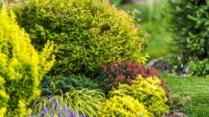 8 Small Shrubs That Will Make a Big Statement in Your Yard