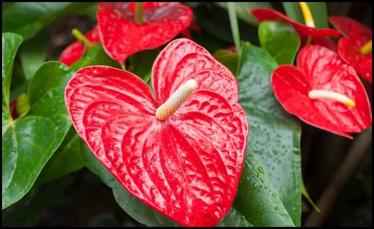 Anthurium