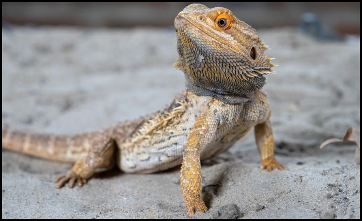 Bearded Dragons