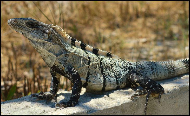 Black Spiny Tailed Iguana