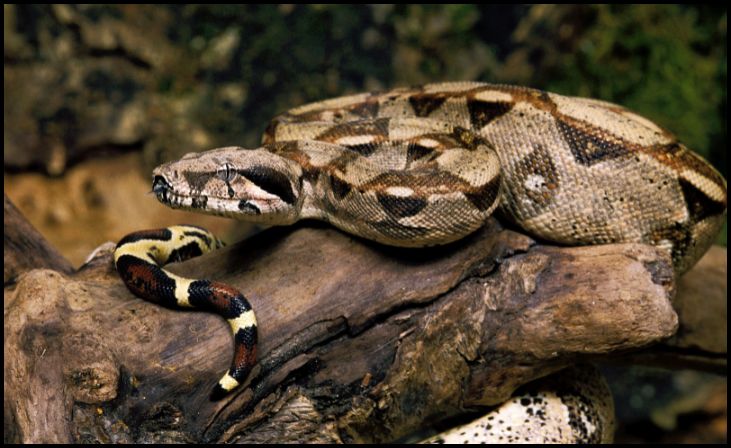 Boa Constrictor