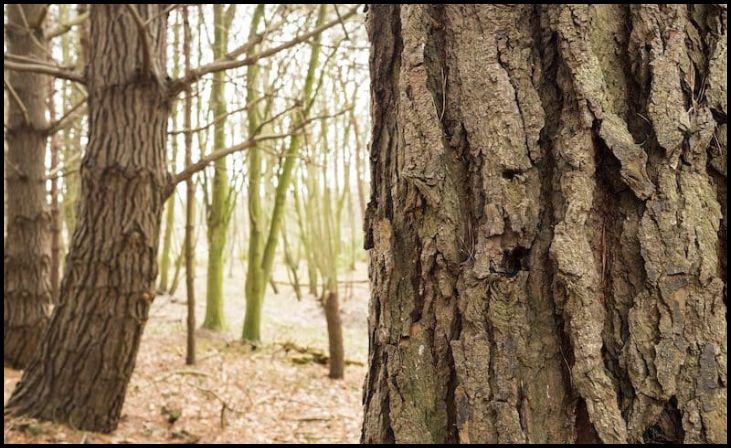 Branches, Bark, and Even Pine Needles