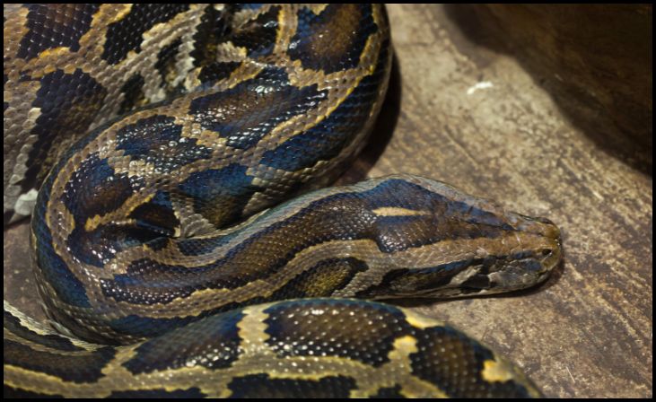 Burmese Python