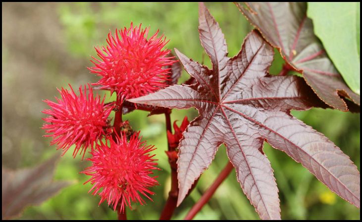 Castor Bean Plant