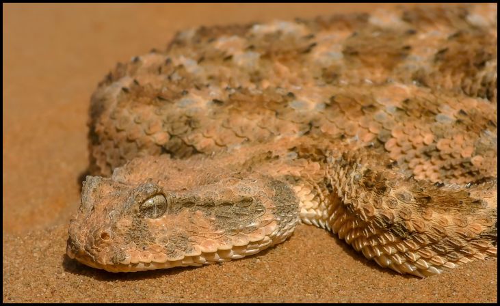 Desert Horned Viper