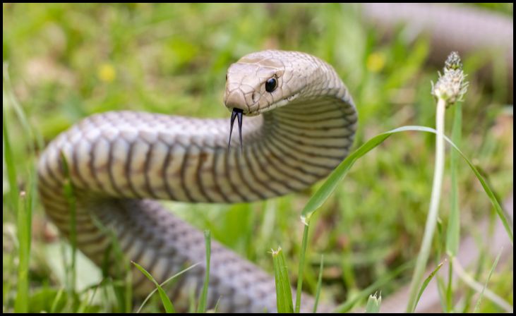 Eastern Brown Snake