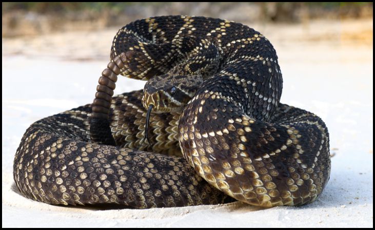 Eastern Diamondback Rattlesnake