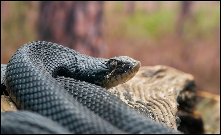 Eastern Indigo Snake