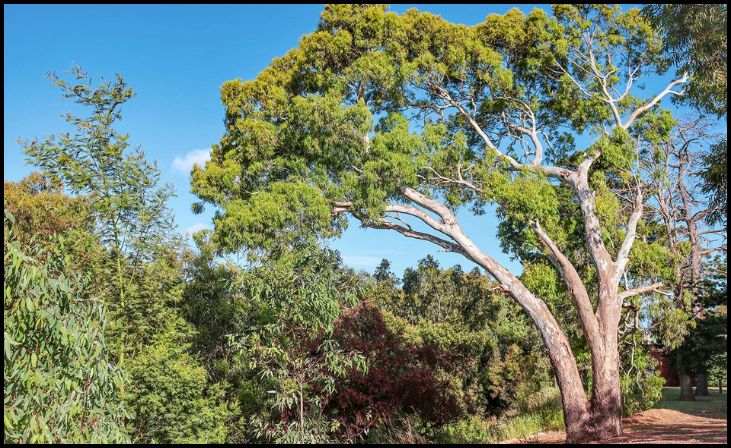 Eucalyptus