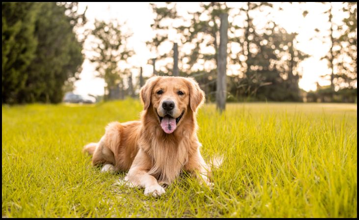 Golden Retriever