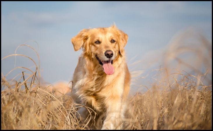 Golden Retrievers Trace Their History Back to Scotland