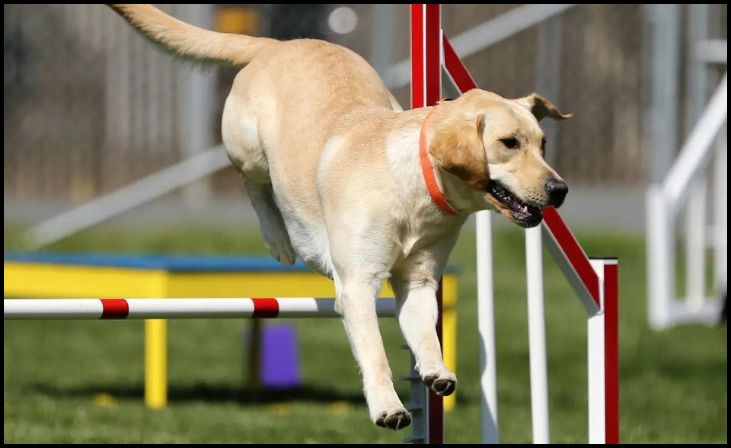 Goldens Shine in Dog Sports