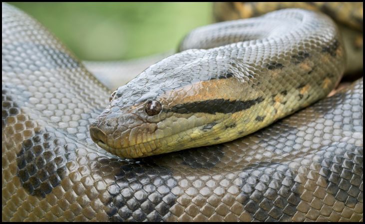 Green Anaconda