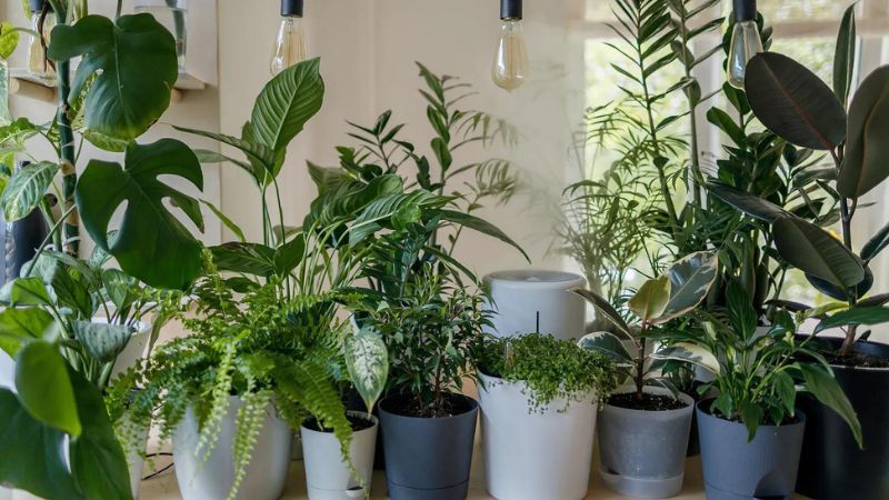 Indoor Plants That Promote Luck, Wealth, And Prosperity This Lunar New Year