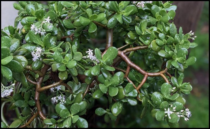 Jade Plant