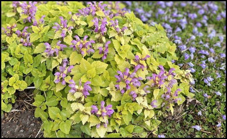 Lamium