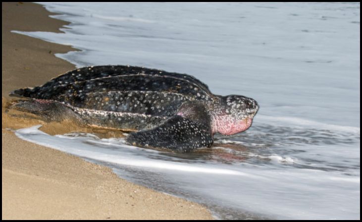 Leatherback Sea Turtle