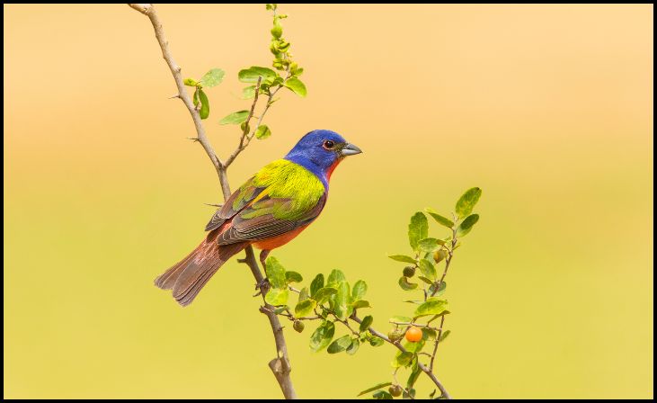 Painted Bunting