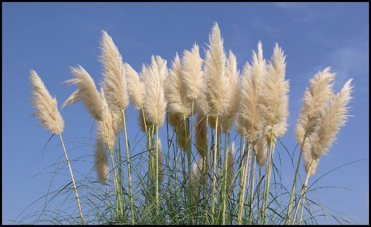 Pampas Grass