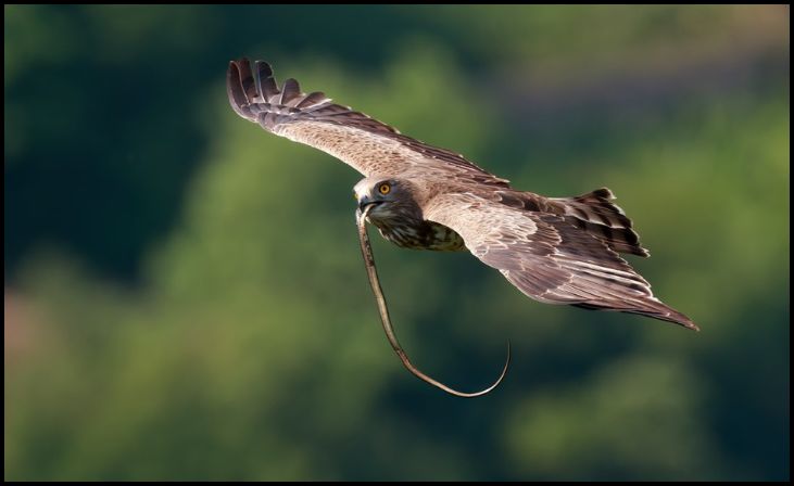 Snake Eagle