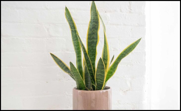 Snake Plant (Dracaena trifasciata)