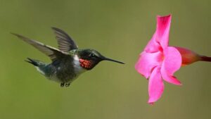 States With the Most Hummingbird Species in America