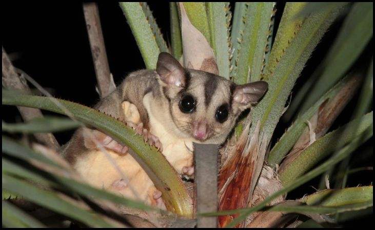 Sugar Gliders