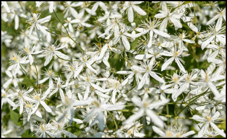 Sweet Autumn Clematis