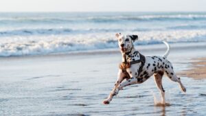 The 7 Most Intelligent Dog Breeds You Can Own In 2024