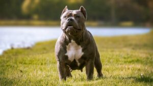 The 8 Scariest Dog Breeds