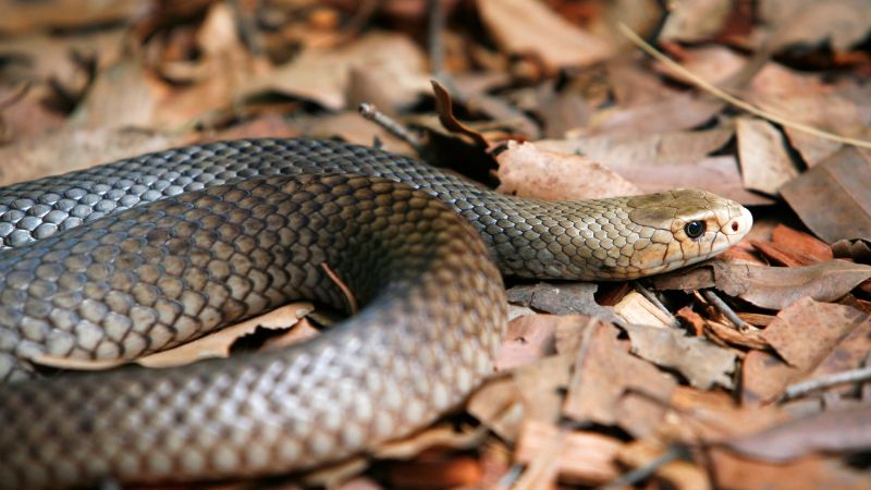 The Top 8 Deadliest Snakes in the Wild