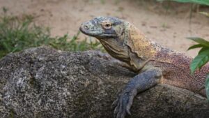 These Are The Largest Reptiles Still Living in the U.S.