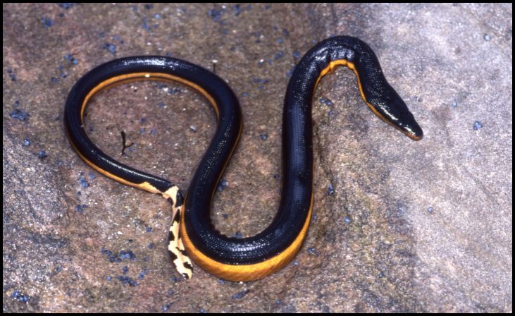 Yellow-bellied Sea Snake